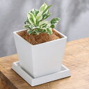 (観葉植物)ポトス エンジョイ 4号 ボタニースクエアポット 受皿付き!ココヤシファイバー 観葉植物 おしゃれ 卓上サイズ