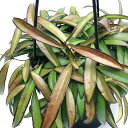 (観葉植物)ホヤ ケンティアナ グリーン 5号 吊り鉢(1鉢)