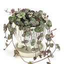 (観葉植物)ハートカズラ 和風陶器鉢植え ヴォルカンスタンド ホワイト(1鉢) 受皿付き! 軽石 鉢植え おしゃれ 室内 プレゼント