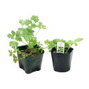 (観葉植物)人気のキッチンハーブ苗2種セット! スイートバジル&イタリアンパセリ 家庭菜園 料理 ティー
