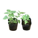 (観葉植物)ハーブ苗 猫が喜ぶハーブ キャットニップ2種セット! レモン&コモン 家庭菜園