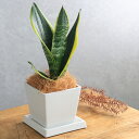 (観葉植物)サンスベリア 4号 ボタニースクエアポット 受皿付き!ココヤシファイバー 観葉植物 おしゃれ 卓上サイズ