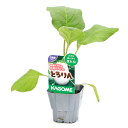(観葉植物)カゴメ 野菜苗 ナス とろりん 3号(1ポット) 家庭菜園