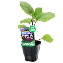 (観葉植物)カゴメ 野菜苗 ナス でかまる 3号(1ポット) 家庭菜園