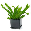 (観葉植物)アスプレニウム アカキ 陶器鉢植え マットブラック塗装鉢(1鉢)受け皿付き 溶岩砂 おしゃれ 幸運 縁起