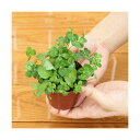(ビオトープ)水生植物 メダカの鉢にも入れられる水生植物 ムチカとウォーターミントの寄せ植え(1ポット)(ミント挿したて)