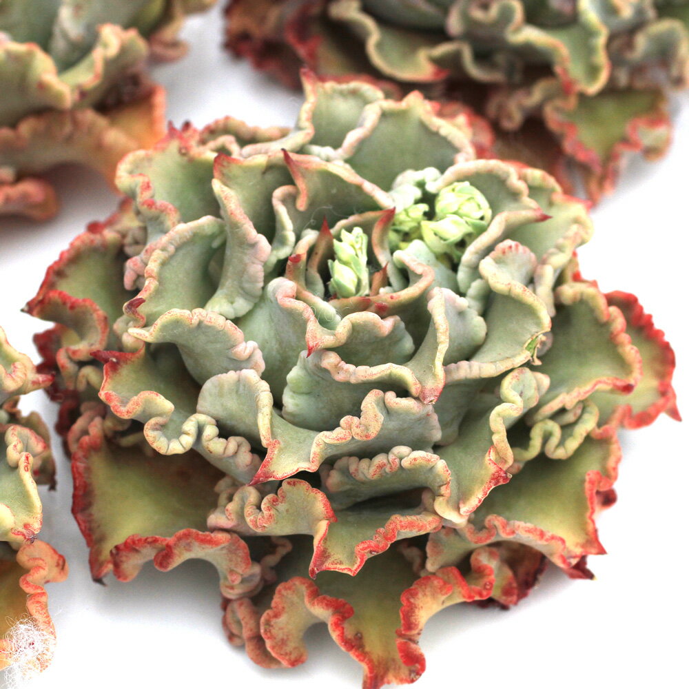 （観葉植物）カット苗　韓国苗　エケベリア　マディバ（1株）　発根管理中のサムネイル