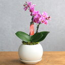 (観葉植物)小さい インテリア マイクロ胡蝶蘭 マットボールM植え(1鉢)受皿付 這苔 胡蝶蘭 鉢植え おしゃれ 室内 プレゼント
