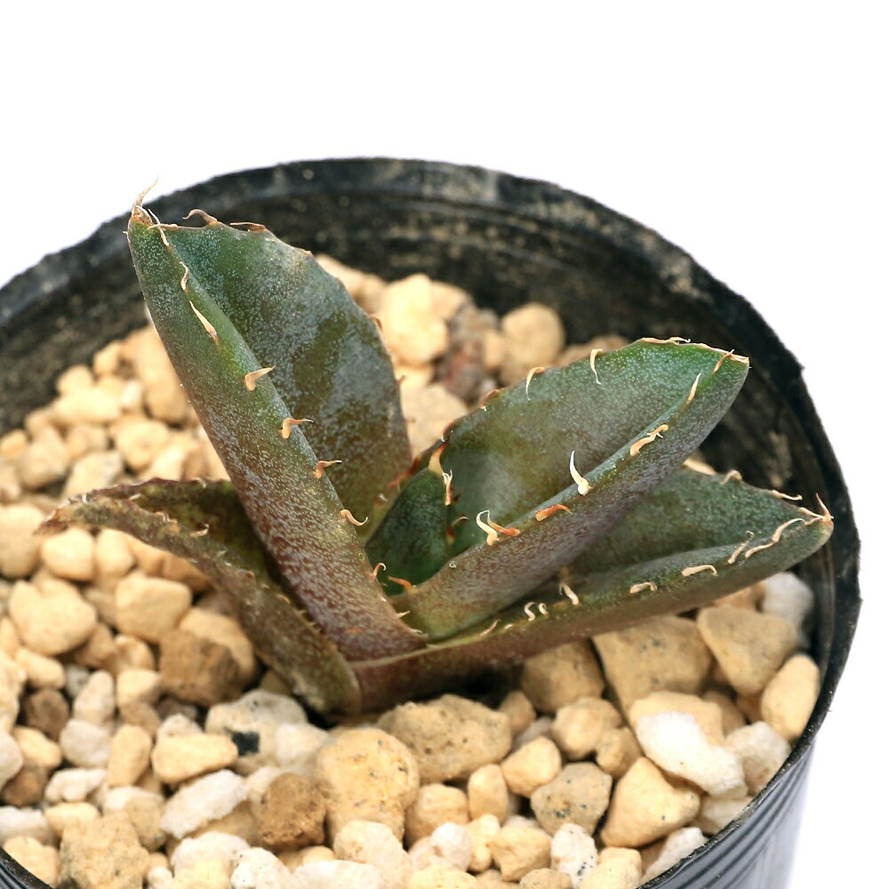 楽天市場】アガベオテロイの通販