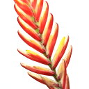 (観葉植物)フリーセア オオインコアナナス ポエルマニー 4号(1鉢)