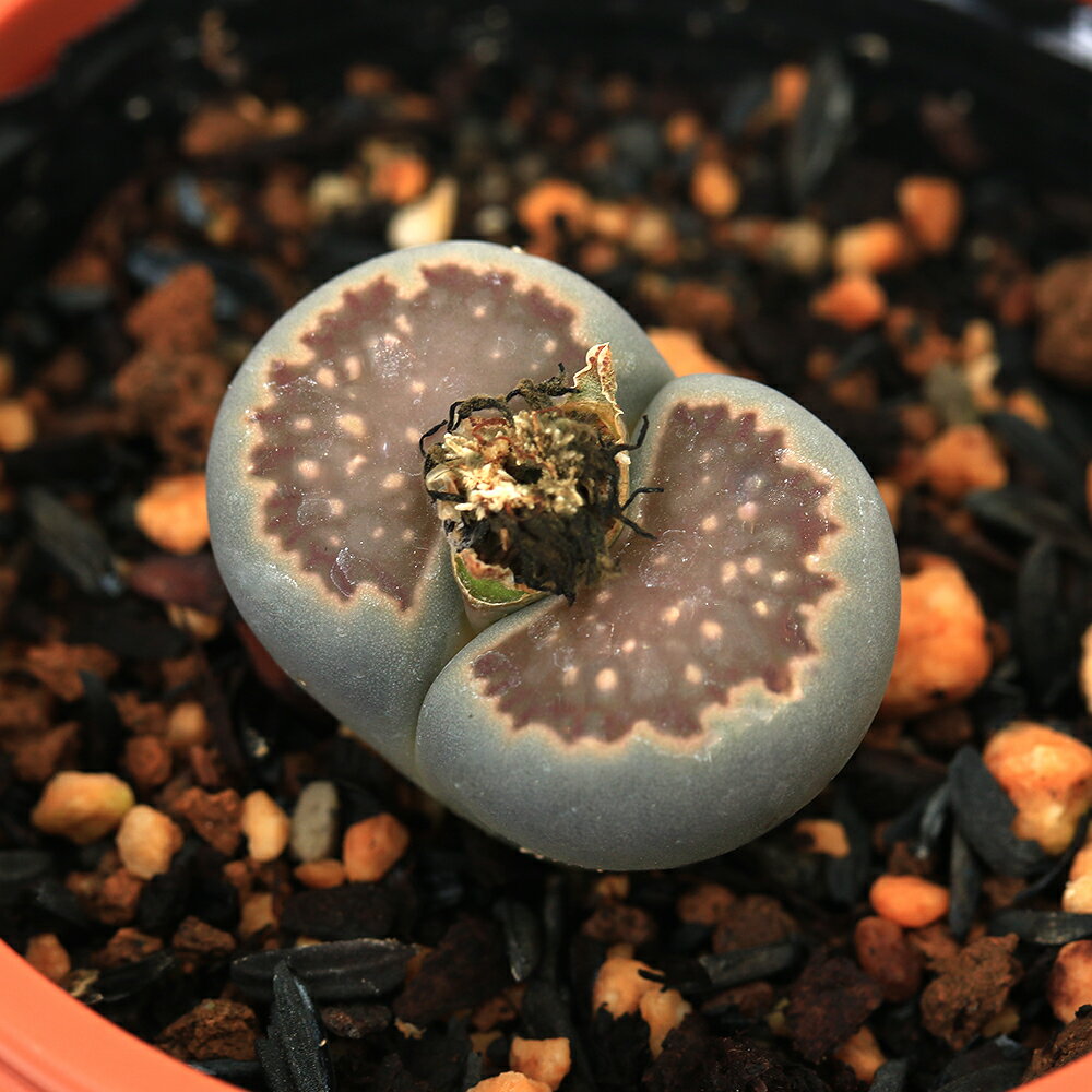 （多肉植物）品種系リトープス　紅窓玉　2．5号（1鉢）　関東当日便