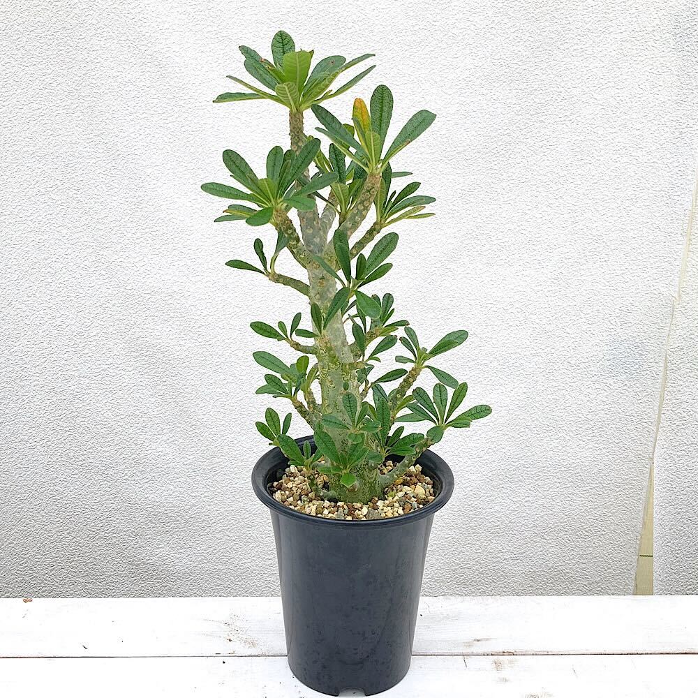 ドルステニアギガス　本日限定特価10/10 ドルステニア ギガス（実生) | hanayoshi-botanical