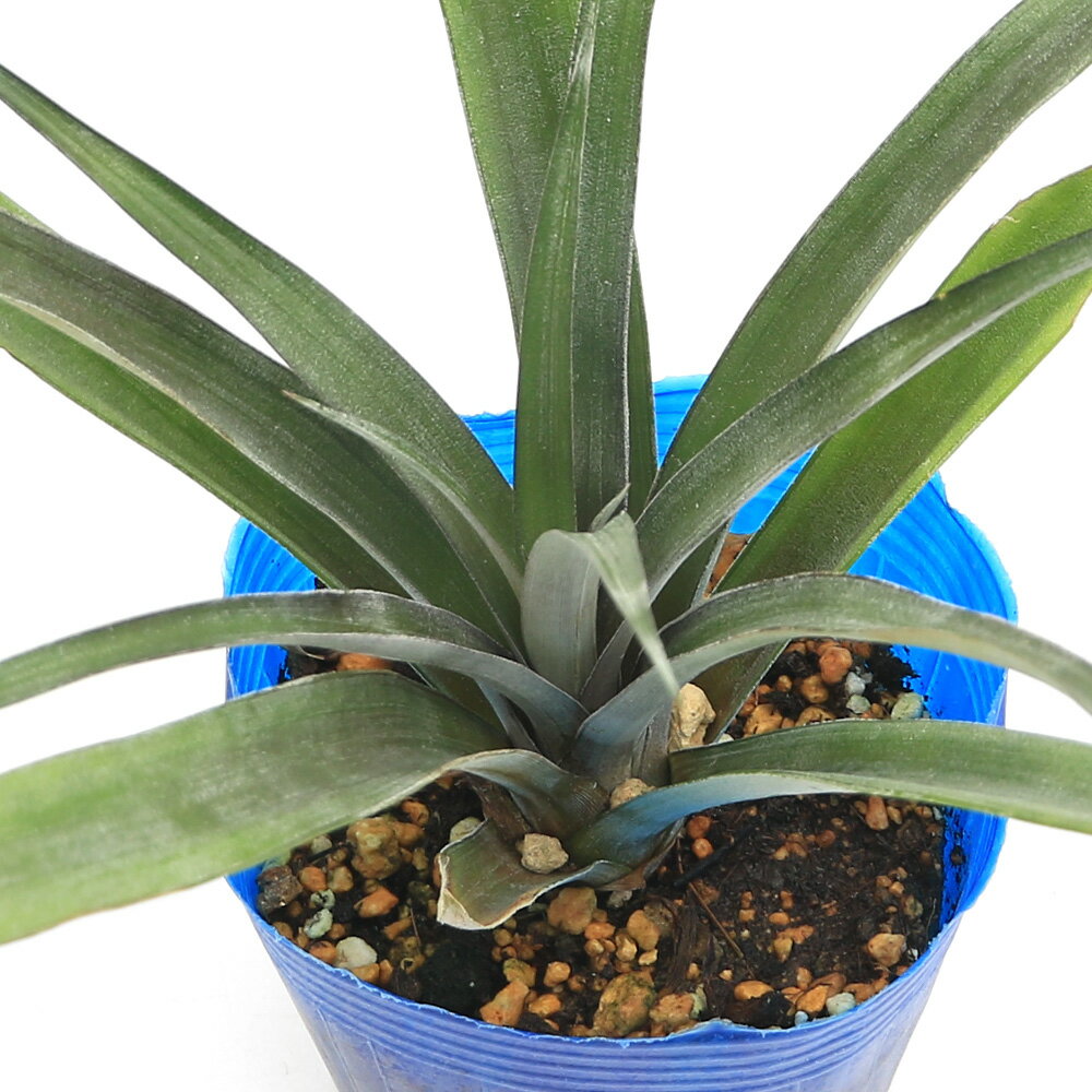 �ʴ��տ�ʪ�˲̼��ġ����졡�ۥ磻�ȥѥ��ʥåץ롡���奬�������ա�3��5���1�ݥåȡˡ������ڱࡡ��ʪ���ե롼��