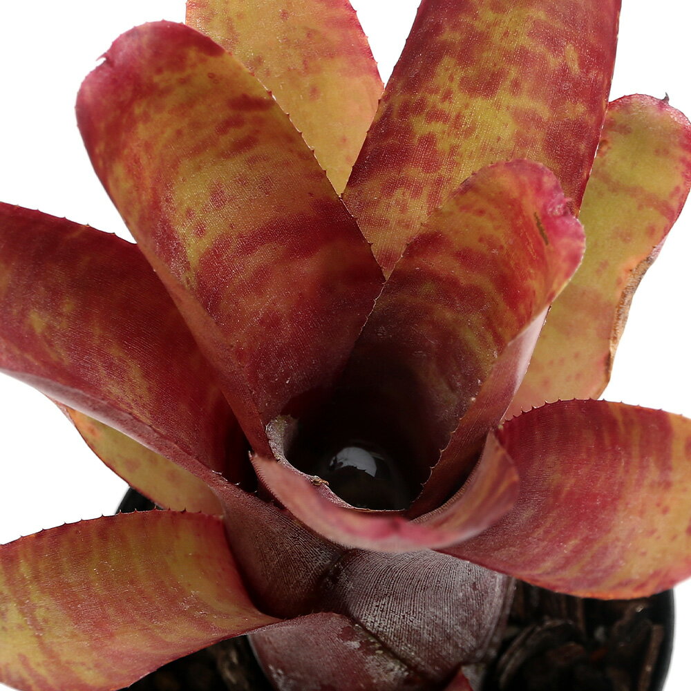 （観葉植物）ネオレゲリア cf．スミシー 3号（1株）タンクブロメリア