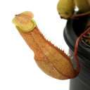 (食虫植物)ウツボカズラ ネペンテス ベリー 2.5~3号(1ポット)