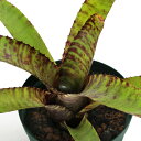 (観葉植物)ネオレゲリア ゾナータス(ゾナタス) 4号(1鉢)タンクブロメリア 原種