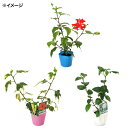 (観葉植物)プレミアム種 ハイビスカス 品種おまかせ 3号(1ポット)