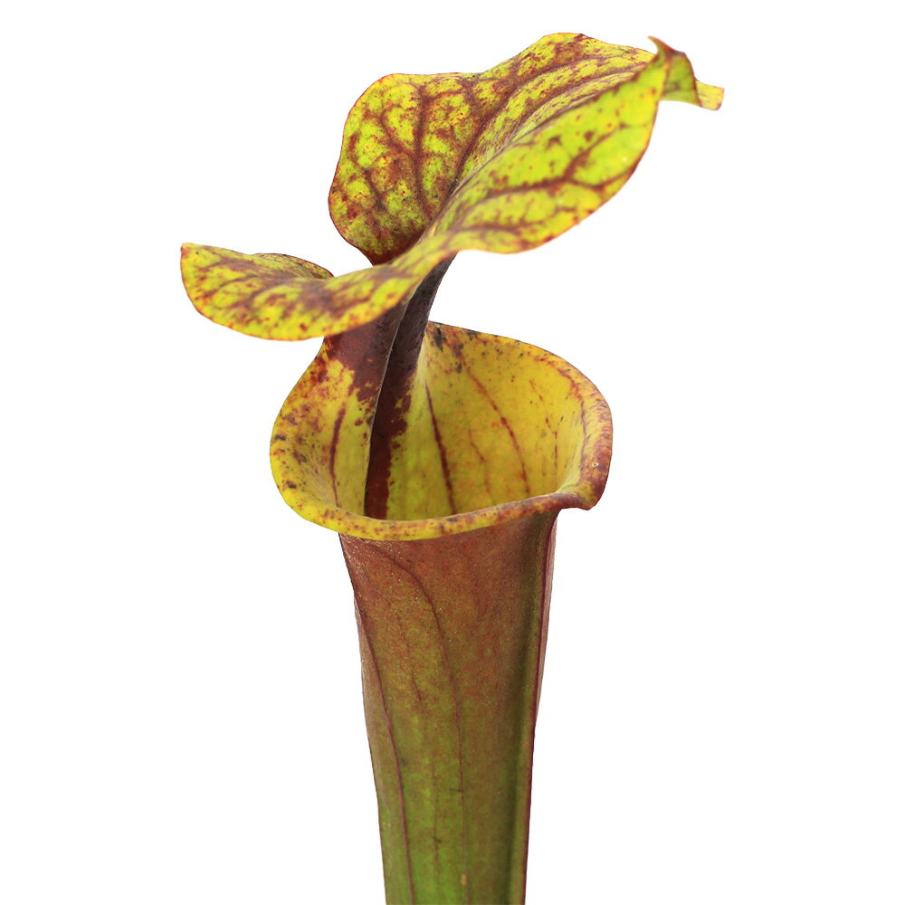 サラセニアフラバレッドチューブ3．5号