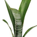 (観葉植物)ビルベルギア ’ユーチューブ’ タイ産 2号(1株)タンクブロメリア