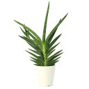 (観葉植物)サンスベリア モトムケニア クランプ 5号(1鉢)