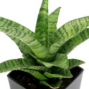 (観葉植物)サンスベリア ハイブリッド 2.5~3号(1鉢)