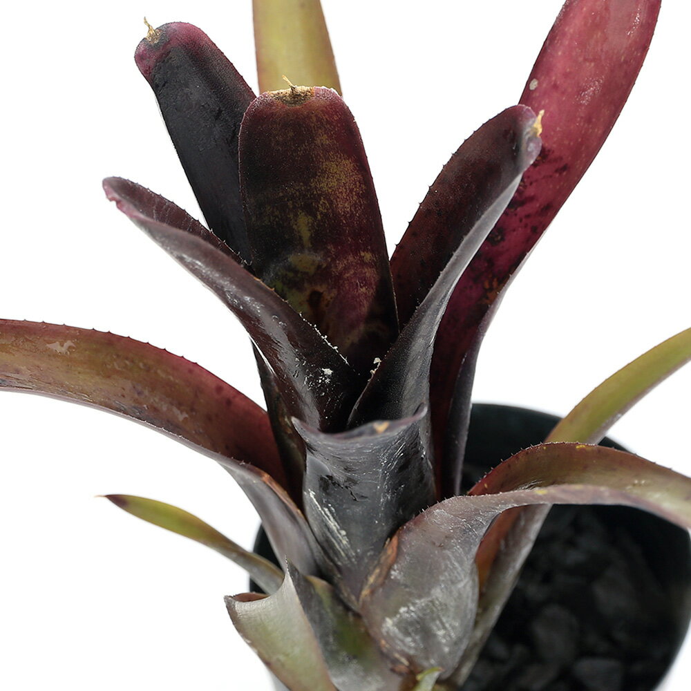 （観葉植物）ネオレゲリア ’ディアブロ ネグロ’（1株）タンクブロメリア