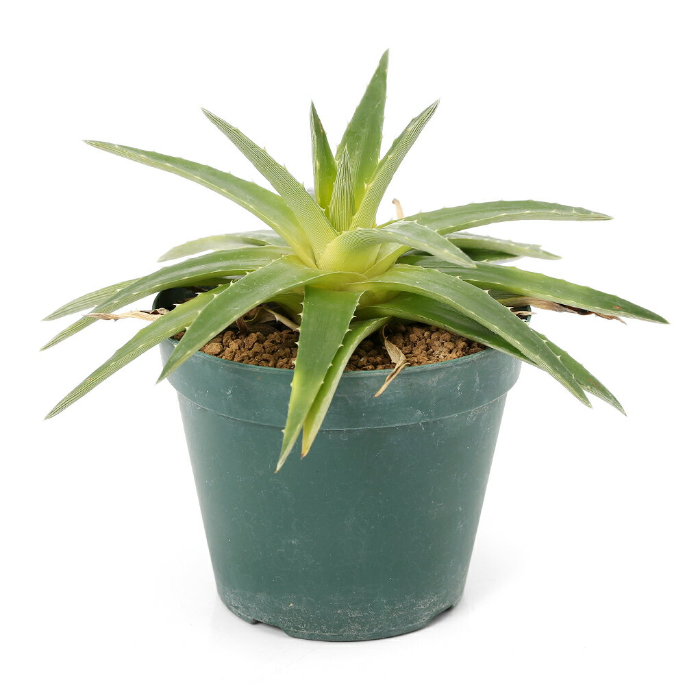Other Aquatic Plants - （観葉植物）一点物　ディッキア　イエローグロー　3号（1鉢）（351795）