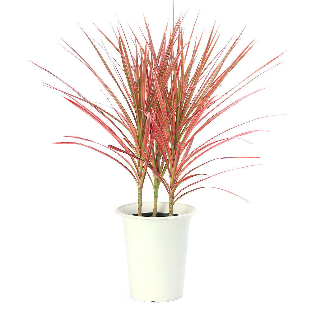楽天市場】ドラセナ コンシンネ（観葉植物｜花・観葉植物）：花