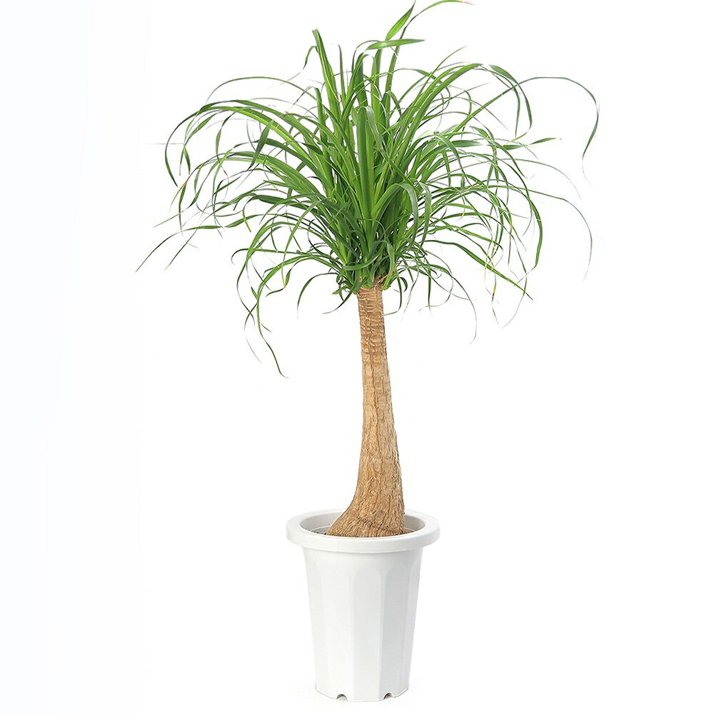 （観葉植物）トックリラン　ノリナ　ポニーテール　6号（1鉢）