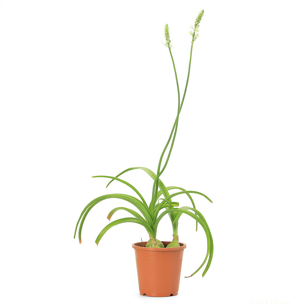 （多肉植物）アルブカ　ブラクテアータ　5号（1鉢）