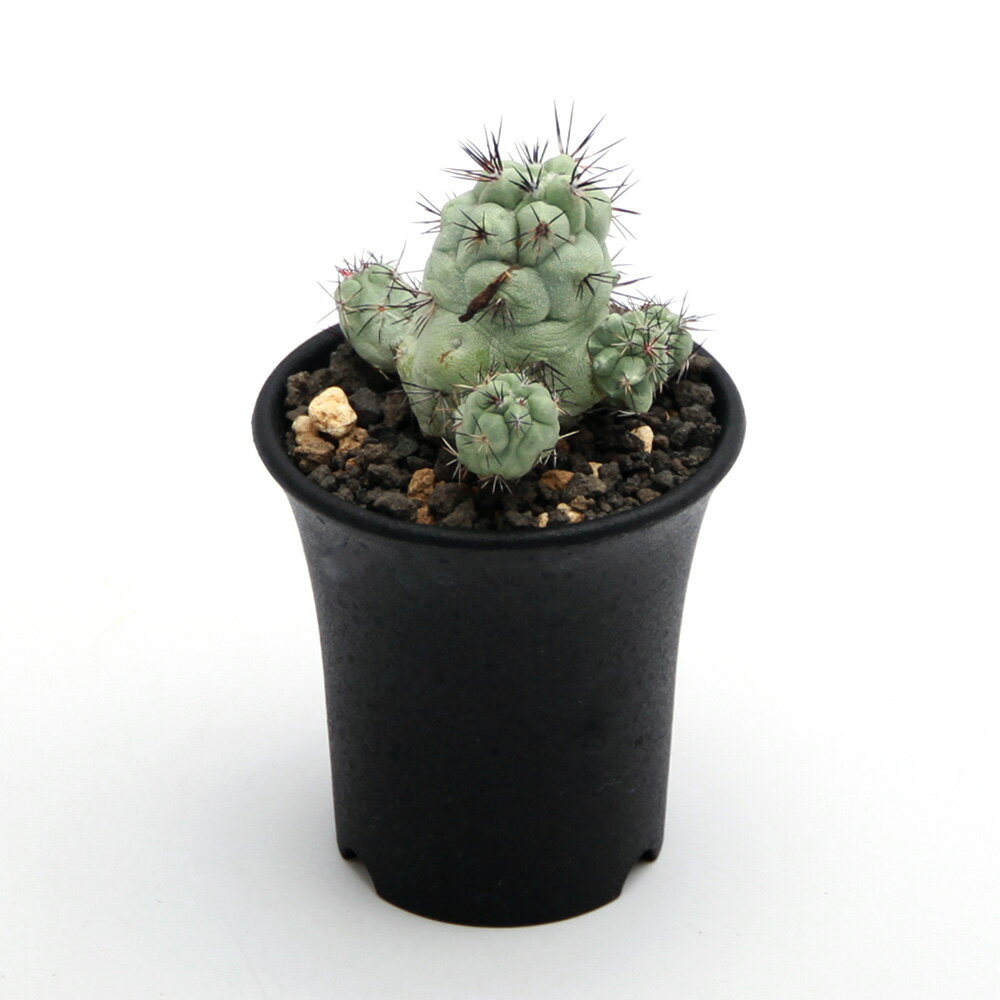 楽天市場】マクドガリー サボテンの通販