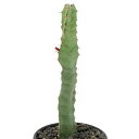 (観葉植物)ユーフォルビア オプンチオイデス 3号(1鉢)