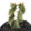 (観葉植物)ユーフォルビア トルチラマ 2号(1鉢)塊根植物 コーデックス
