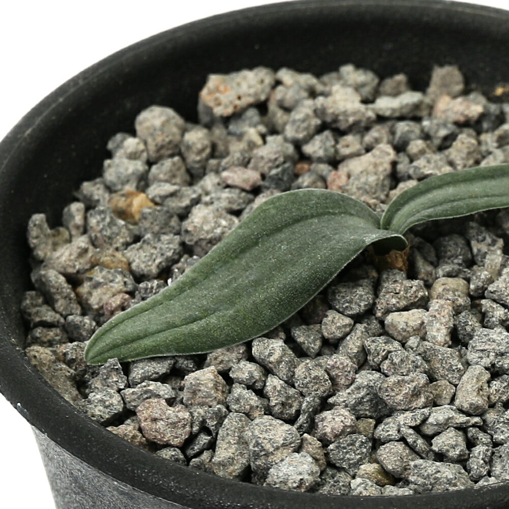 乐天商城 - （多肉植物）ドリミア　プラティフィラ　2．5号（1鉢）
