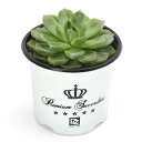 (観葉植物)エケベリア ビターチェリー 3.5号(1鉢)