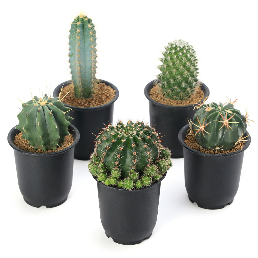 （多肉植物）サボテン 品種おまかせ 3号（3鉢）