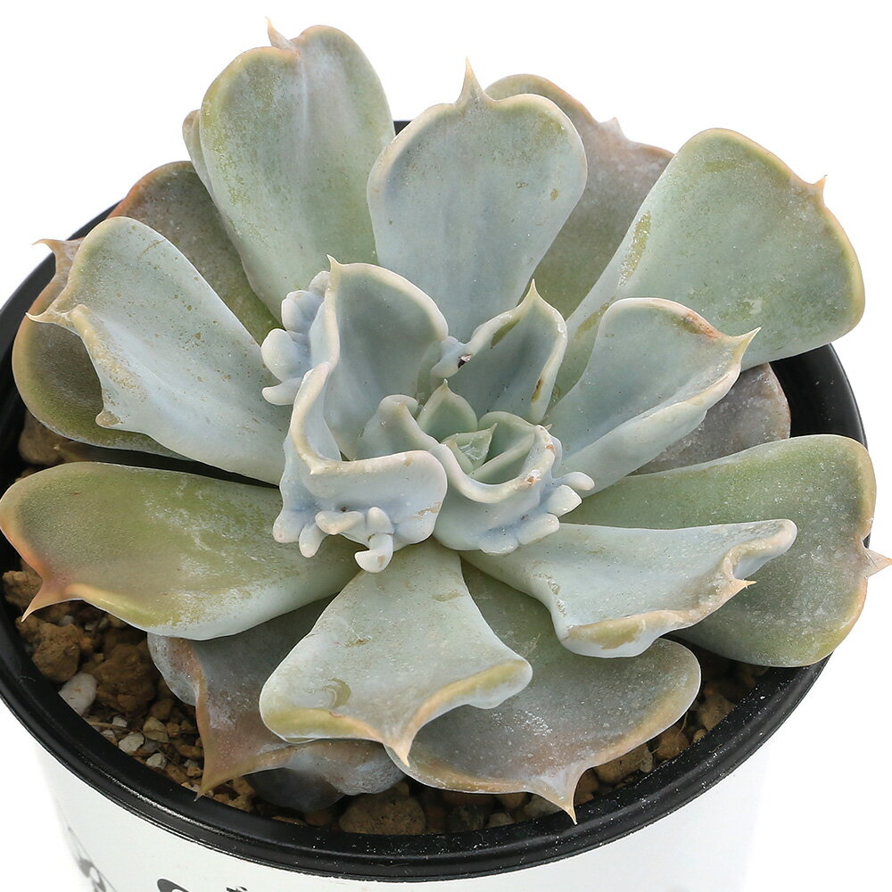 （多肉植物）エケベリア　スリラーパール　3号（1ポット）