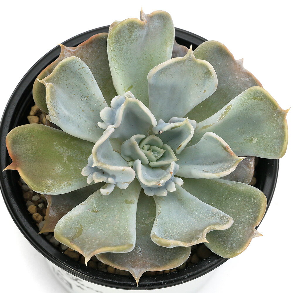 （多肉植物）エケベリア　スリラーパール　3号（1ポット）