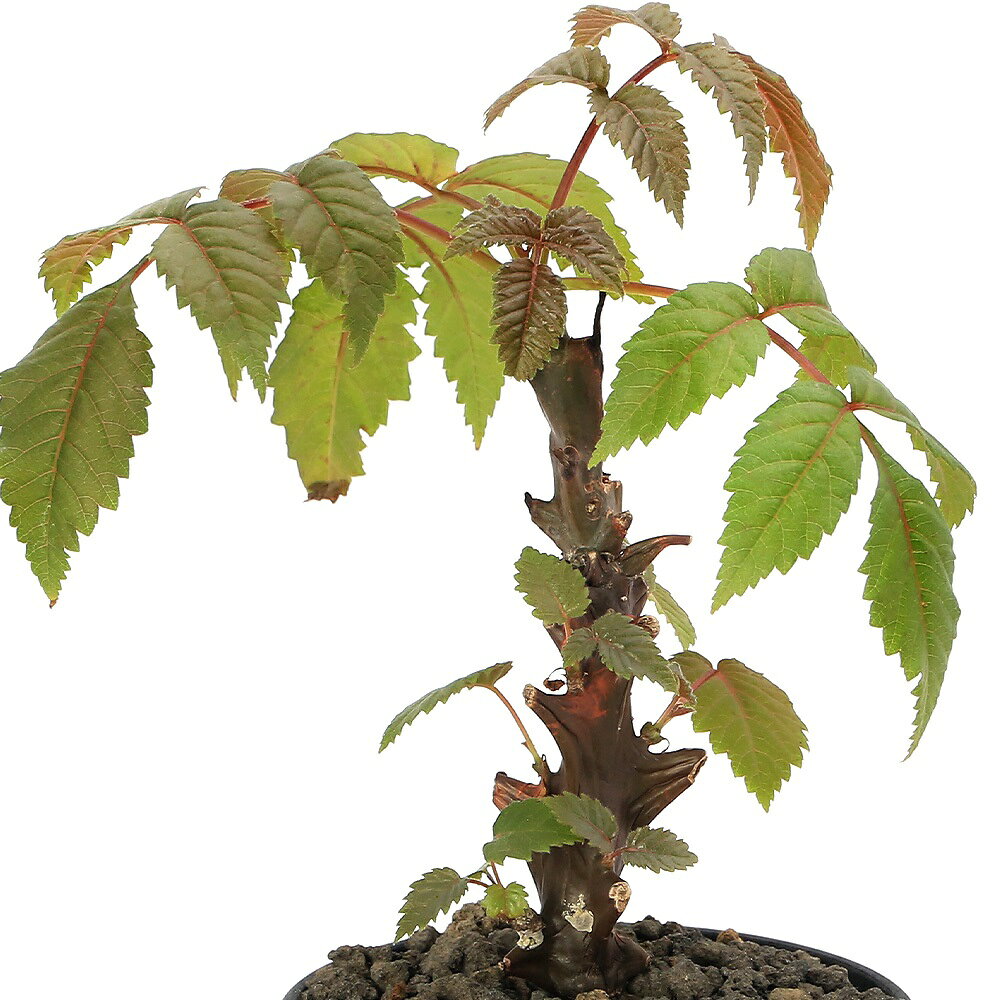 （多肉植物）一点物　ベイセリア　メキシカーナ　3号　冬季落葉中（1鉢）（352199）