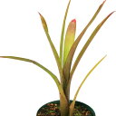 (観葉植物)ネオレゲリア ケリー 3号(1鉢)タンクブロメリア