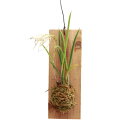 (観葉植物)洋ラン ブラサボラ リトルスター 板付き(1株)