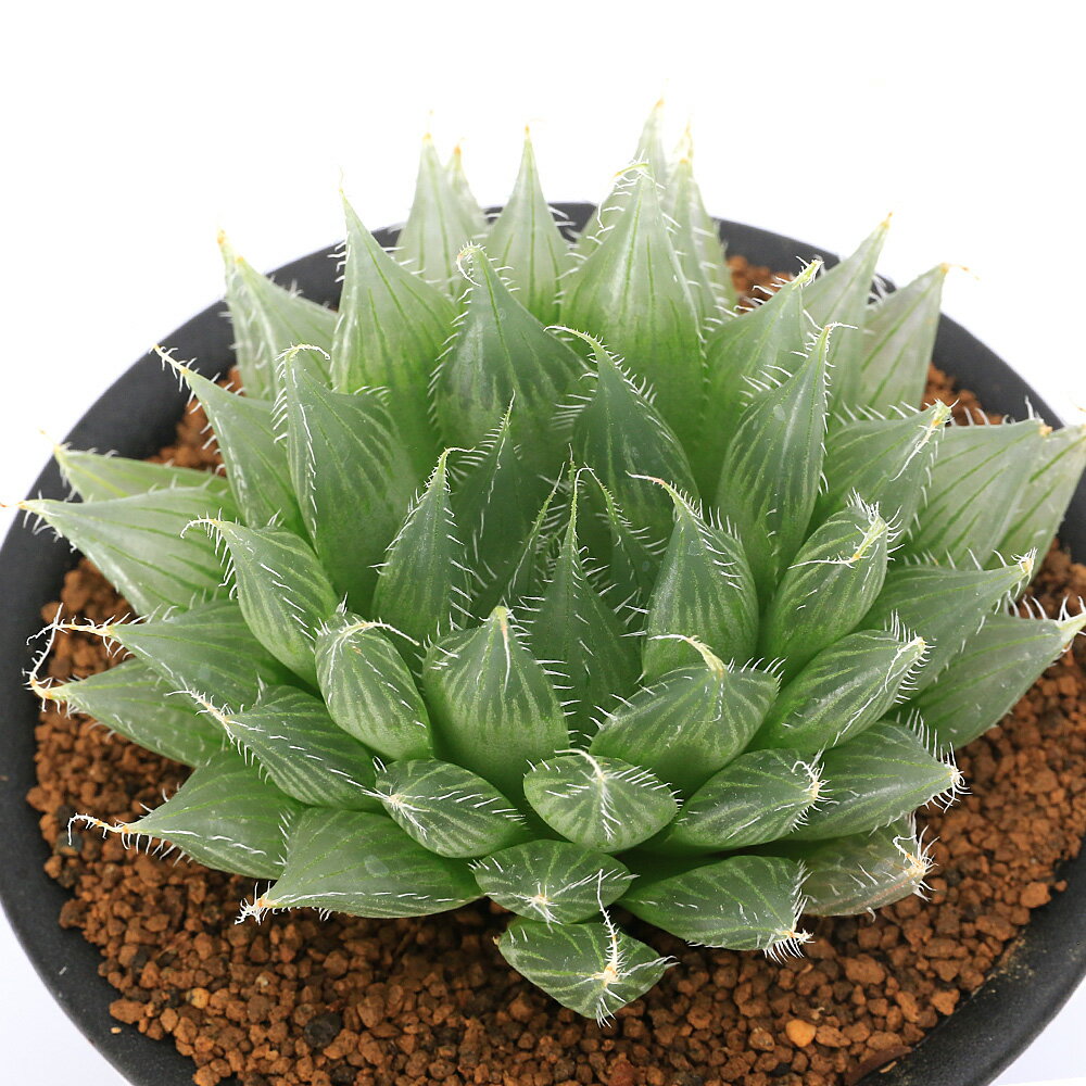 25d 多肉植物 ハオルチア 南亜の星錦 自家繁殖 鉢植え発送 25d 多肉