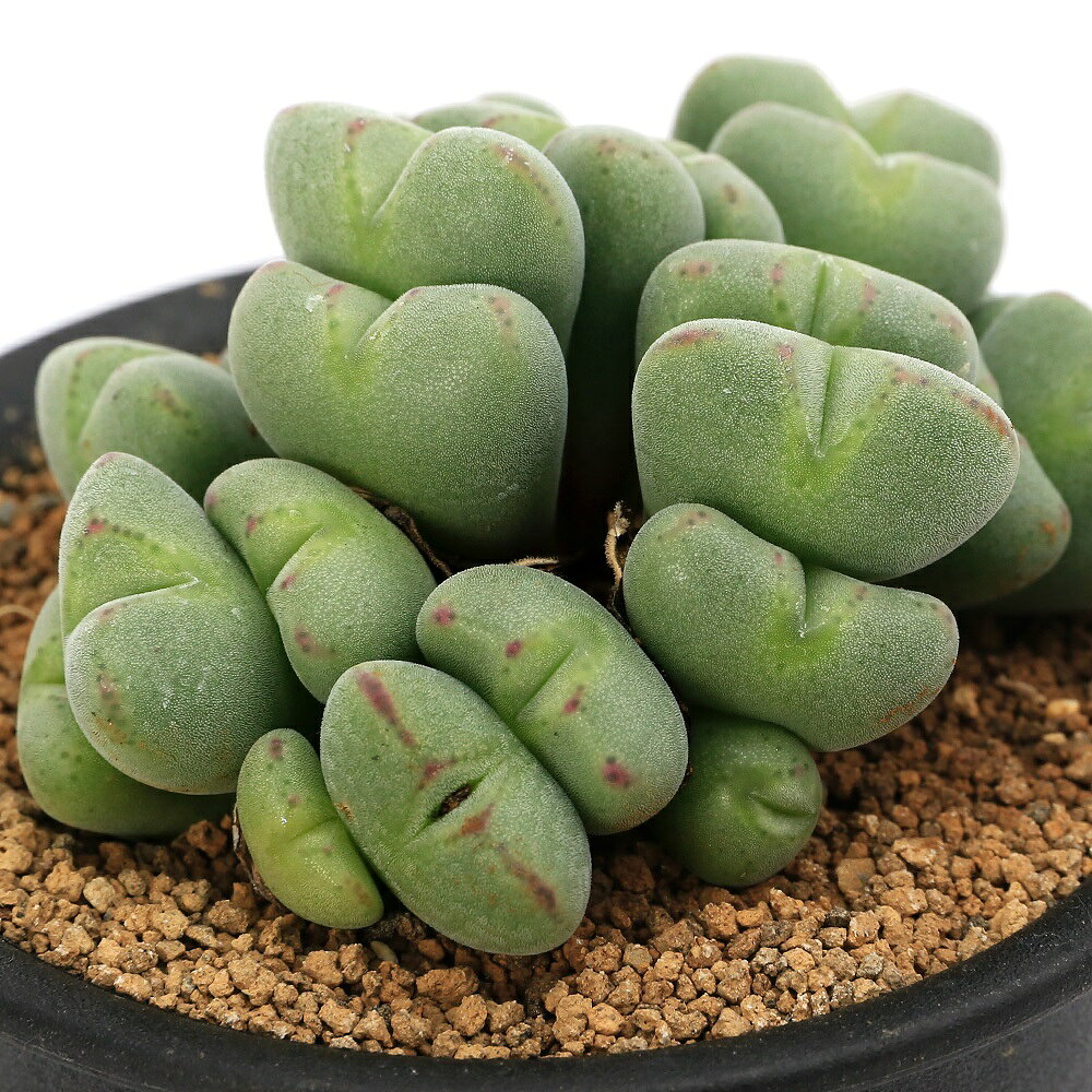 （多肉植物）コノフィツム ルイザエ 3号（1鉢）
