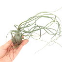 (観葉植物)エアープランツ チランジア ブッツィー XLサイズ(1株)