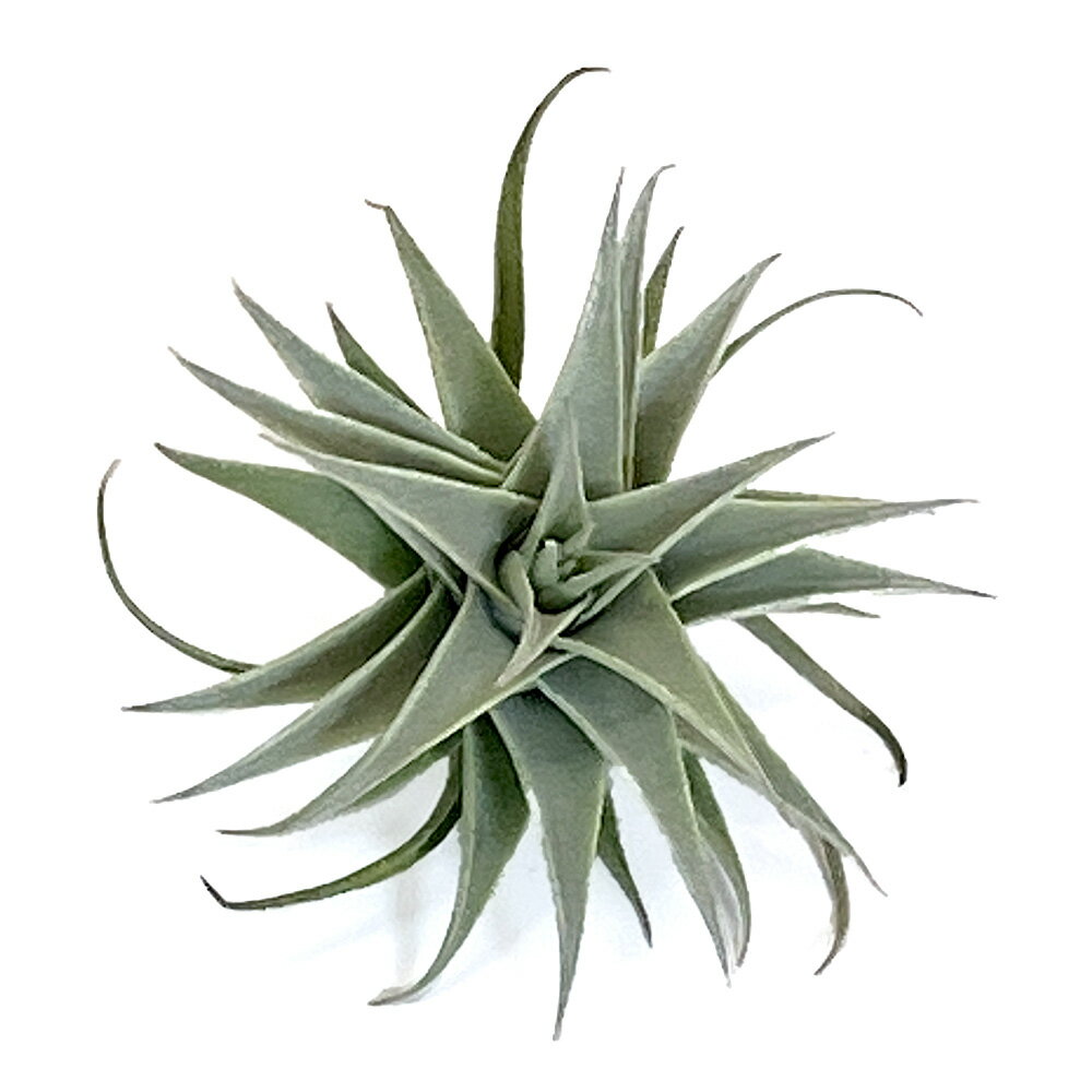 （観葉植物）エアープランツ チランジア エディシアエ グリーンフォーム（1株）