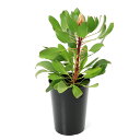 (観葉植物)プロテア リトルプリンス 6号(1鉢) オージープランツ