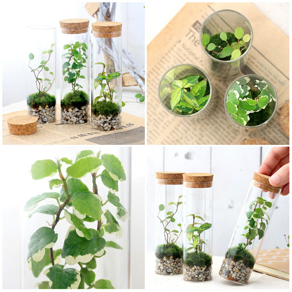 �ʴ��տ�ʪ���ݥƥ�ꥦ�ࡡ����ƥꥢ�ץ��ġ�������ɥ��饹��3�ġˡ������ƥ�ꥦ�ࡡ�ݥƥ顡�����ƥ顡�ݡ�����ƥꥢ