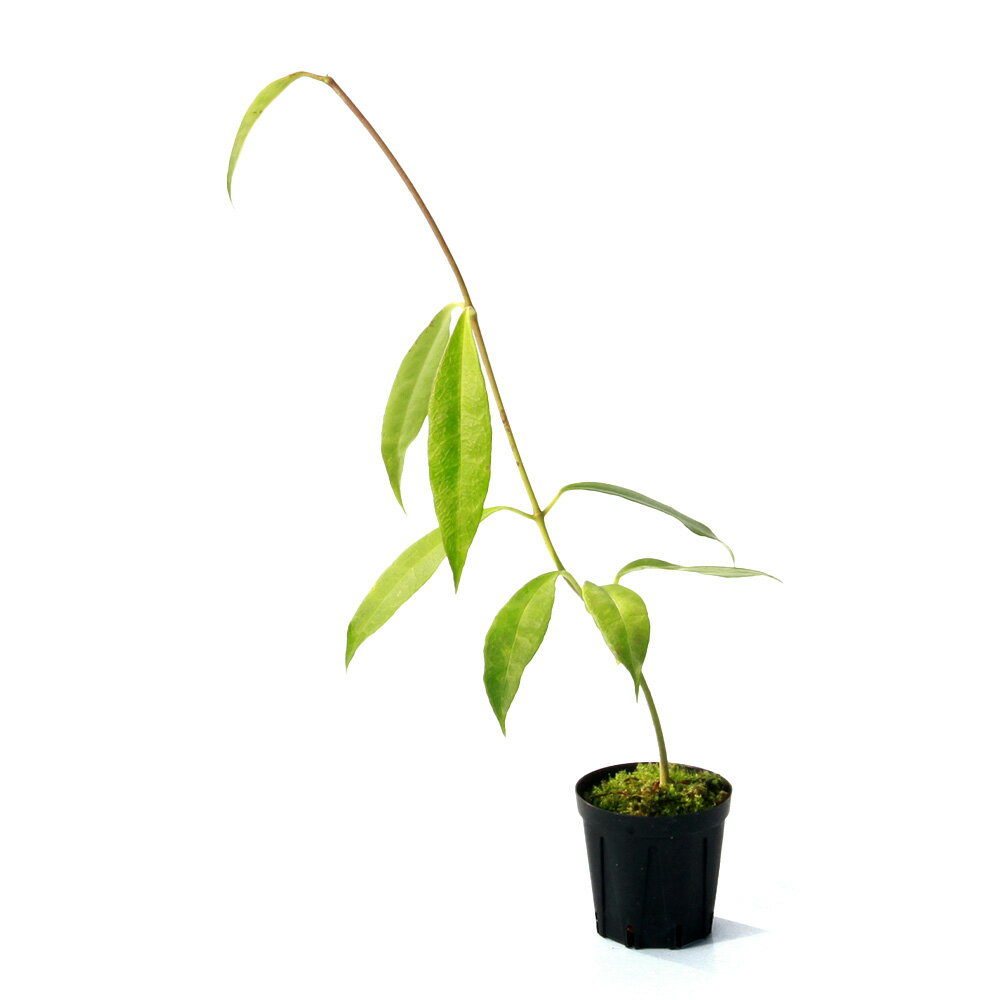 （観葉植物）ホヤ テロスモイデス Yasim， Paguyangan， Brebes， Central Java（1ポット）