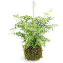 (観葉植物)吊り下げ苔玉 プテリス 品種おまかせ(1個) ハンギング 吊り下げ
