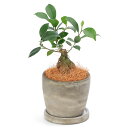 (観葉植物)インテリア ガジュマル 4号 セメントポット ラウンドS 受皿付き!ココヤシファイバー 観葉植物 おしゃれ 卓上サイズ